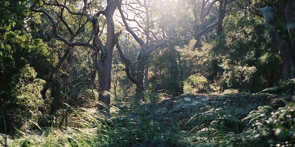 Ku-Ring-Gai National Park, Sydney