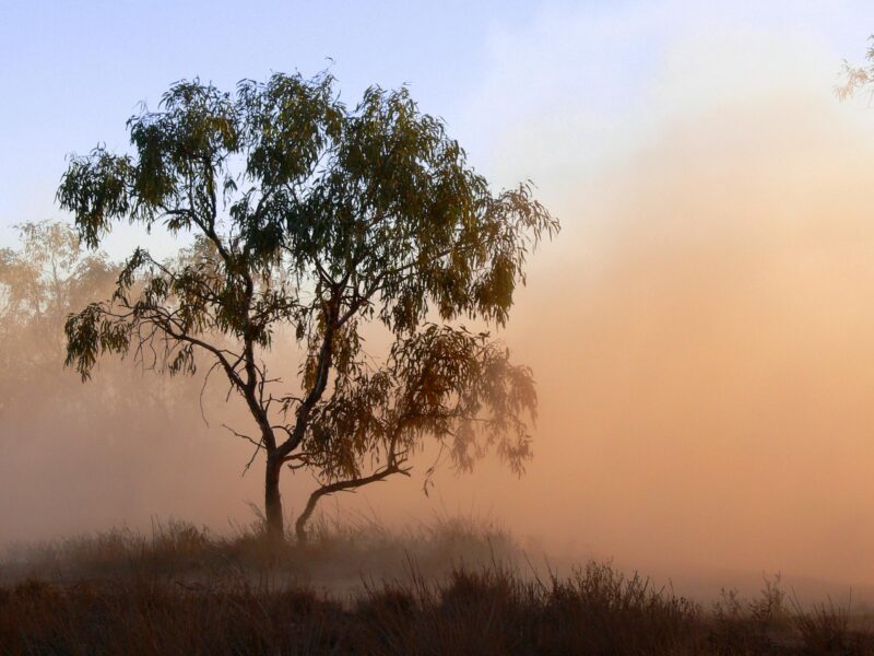 A Tree in the Australian Outback Surrounded by Kicked Up Red Dust