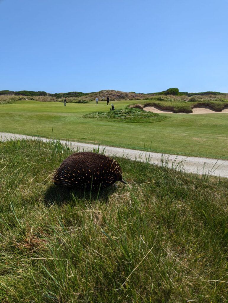 echidna at Barnbougle near Launceston