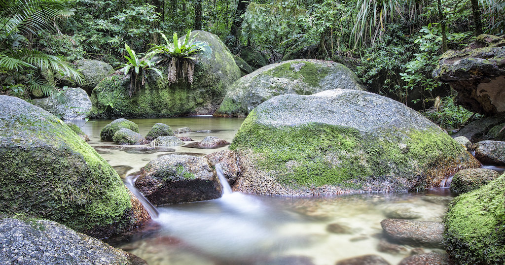 Daintree Rainforest Port Douglas