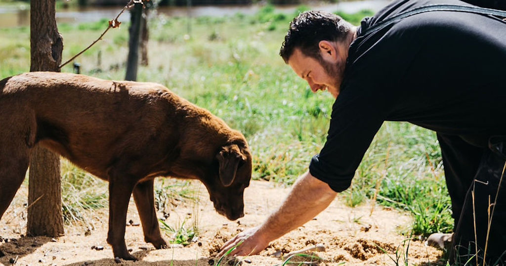 Truffle hunting Canberra