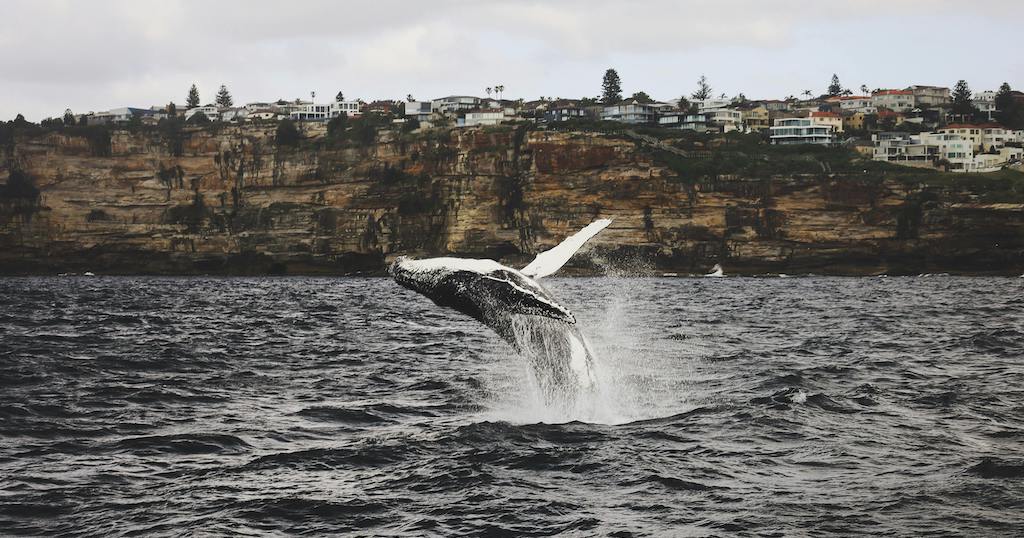 Whale watching Sydney