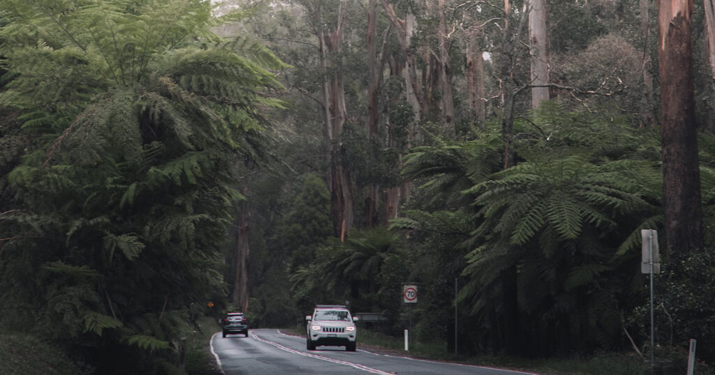 Explore the Dandenong Ranges SIXT Car Rental Melbourne